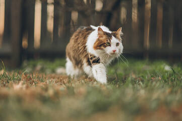 Cat exploring outside in the grass