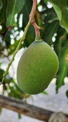 Unripen mango hanging from the tree branch