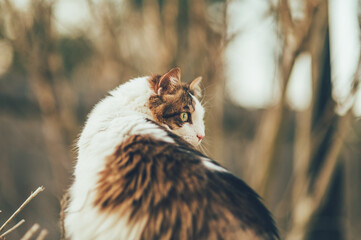 Cat with green eyes sitting outside next to a plant