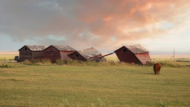 A cow grazing on green grass field next to old red barns at sunset. Slow motion. 