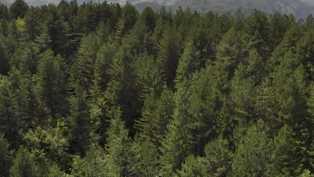Establishing Drone video flying over trees Mount Tymphe Tymfi Greec summer day