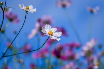 青空バックに咲く満開の淡いピンクのコスモスの花