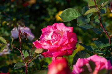 秋の日差しを浴びて輝くピンクのグラデーションのバラ