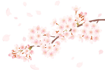 桜の花と舞い散る花びらのイラスト