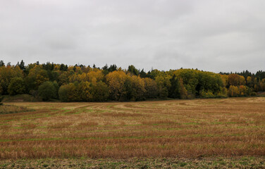 Obraz premium autumn in the forest