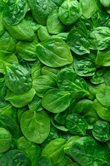 Fototapeta na wymiar Fresh organic raw spinach leaves as a nutritious healthy green background 