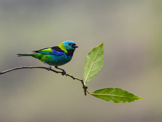Green-headed Tanager on tree branch, portrait in Atlantic Rainforest