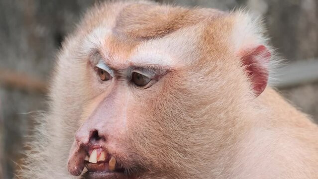 Torn bitten off upper lip and shocking exposed teeth sad and thoughtful macaque monkey male closeup portrait