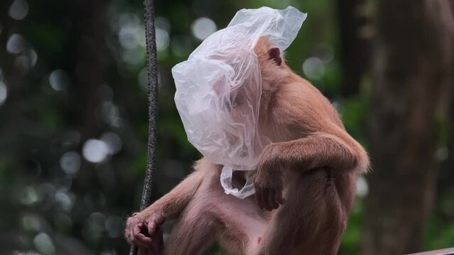 Young marmoset curious monkey puts a cellophane garbage bag on head in forest isolated closeup