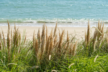 ocean beach scene with fluffy heads of pampas grass in foreground.