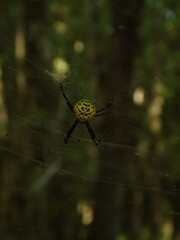 spider on the web