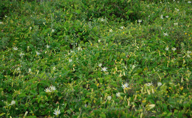 grass in a field