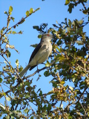 Urco, Pyrope pyrope,