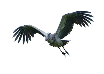 A Shoebill Stork takes flight in the Mabamba Swamp, Uganda