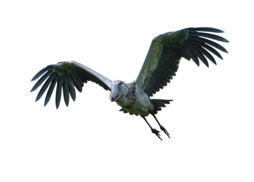 A Shoebill Stork takes flight in the Mabamba Swamp, Uganda