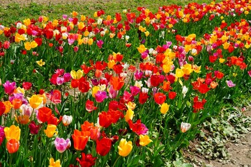 Fototapeta premium Field of colorful tulip flowers in bloom in the spring in Austria