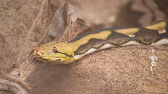 Reticulated Python (Python reticulatus) Slithering on Wood and Rocks With Tongue Out - Close Up