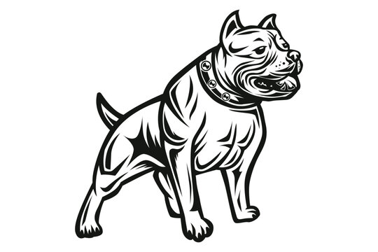 Bulldog muscle black and white