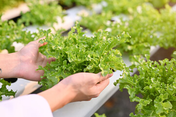 Close-up image of a male farm scientist's hands picking up a hydroponic salad vegetable.