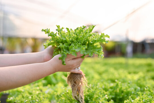 Close-up image of a female farmer harvesting or picking up organic hydroponic salad vegetables