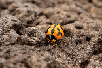 ladybug on rock