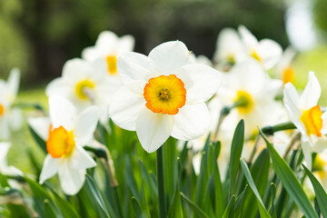 Spring flowers. Close up of narcissus flowers blooming in a garden. Daffodils
