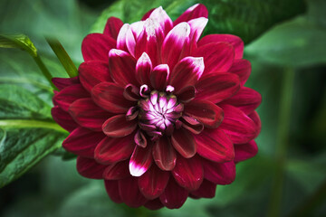 red and white dahlia