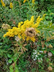 Curled Brown Plant Over Goldenrod Blossoms