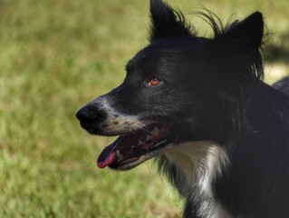 border collie dog