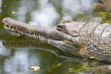 False Gharial, Ghavial resting in a swamp and open eyes
