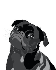 Black French bulldog on a transparent background