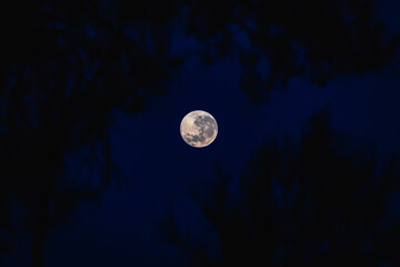full moon in the sky behind trees.