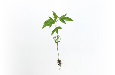 Fototapeta premium Young cannabis plant with root on white.