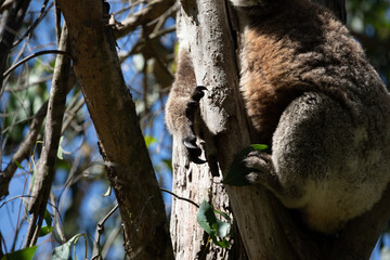 Koala's (Phascularctos cinereous) sharp claws.