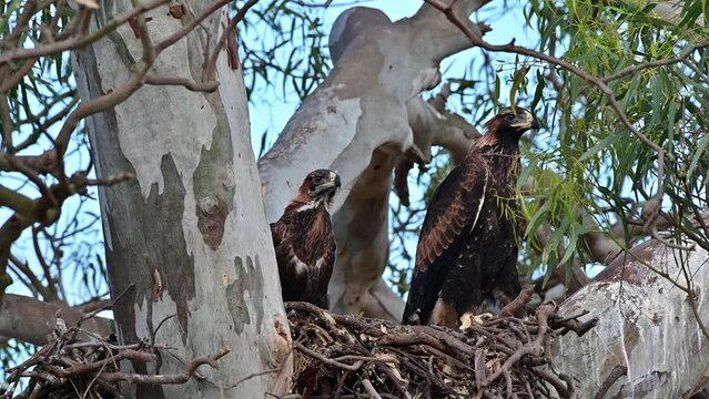 wedgetail eagle in a nest in a gum tree in australia.