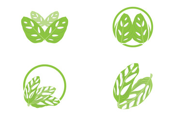 Monstera adansonii Leaf Logo, Green Plant Vector, Tree Vector, Rare Leaf Illustration
