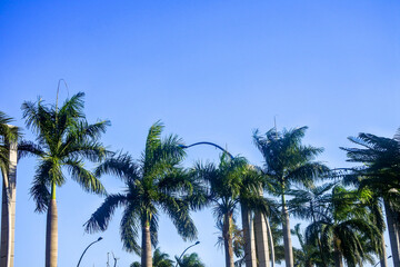 Fototapeta na wymiar towering coconut trees against a bright blue sky background 