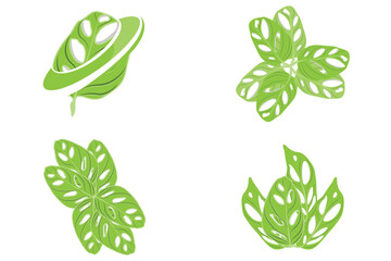 Monstera adansonii Leaf Logo, Green Plant Vector, Tree Vector, Rare Leaf Illustration