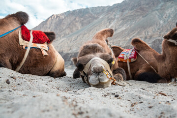 Camel riding service for tourist at sand dune in Nubra valley, Leh Ladakh, india.