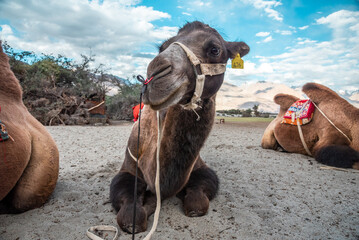 Camel riding service for tourist at sand dune in Nubra valley, Leh Ladakh, india.