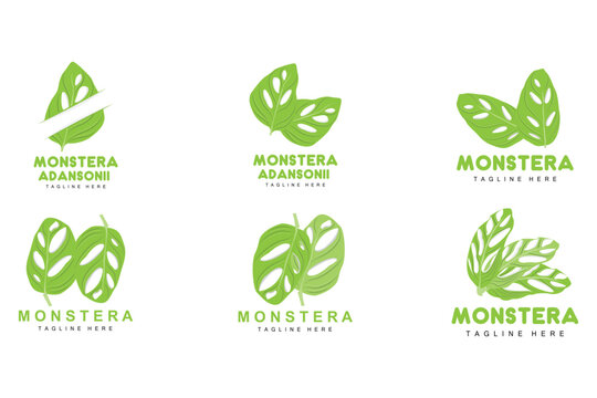 Monstera adansonii Leaf Logo, Green Plant Vector, Tree Vector, Rare Leaf Illustration