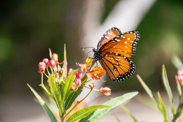 Butterfly on a milkweed