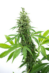 Medical cannabis plant, close up. Hemp bud on white.