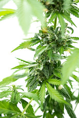 Medical cannabis plant, close up. Hemp bud on white.