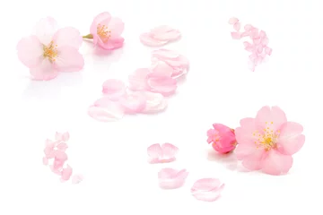 Gordijnen 桜 花びら ピンク 春 白 背景 セット © Naoki Kim