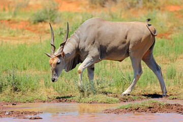 Naklejka premium A male eland antelope (Tragelaphus oryx) at a waterhole, Mokala National Park, South Africa.