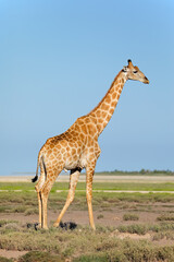 Naklejka na ściany i meble A giraffe (Giraffa camelopardalis) on the plains of Etosha National Park, Namibia.