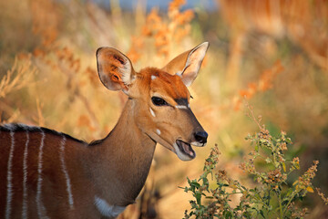 Portrait of a Nyala antelope (Tragelaphus angasii), Kruger National Park, South Africa.