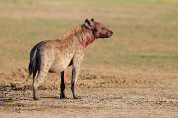 A blood covered spotted hyena (Crocuta crocuta) after feeding, Kalahari desert, South Africa.