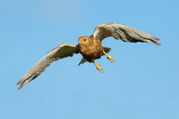 A greater kestrel (Falco rupicoloides) in flight with open wings, South Africa.